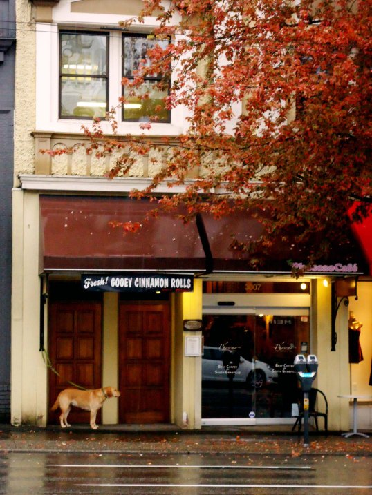 Puppy waiting for owner outside Granville Street shop, fall 2012