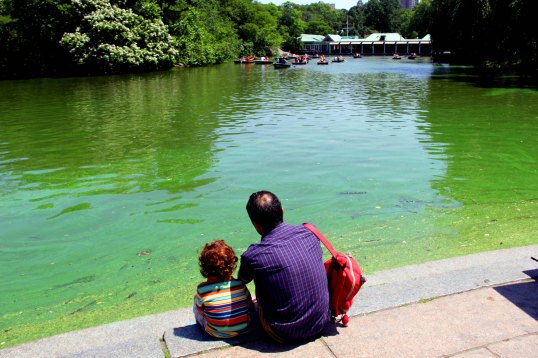 Father and son watching the boaters on the Lake at Central Park