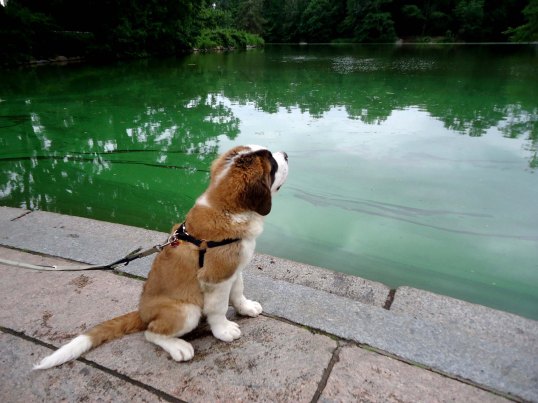 'London' contemplating the beauty of Central Park